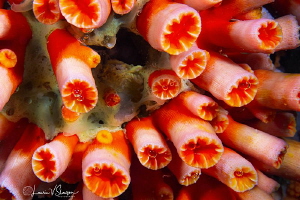 Orange cup coral/Photographed with a Canon 60 mm macro le... by Laurie Slawson 